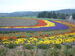 Title: 1994 Asahikawa - Postcard shot of Furano3