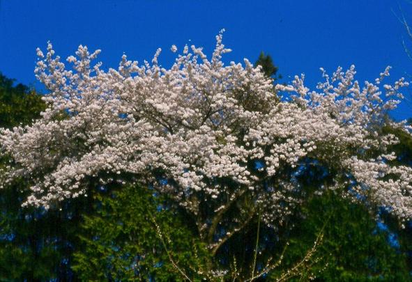 A beautiful cherry blossom tree in Ueno Park.
David  van der Leek
17 Aug 2003