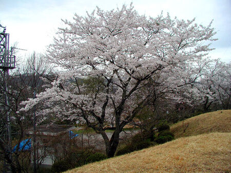 A beautiful cherry blossom tree!  ©2001 Dave Ahlman
LDS Mission Network
07 Mar 2004