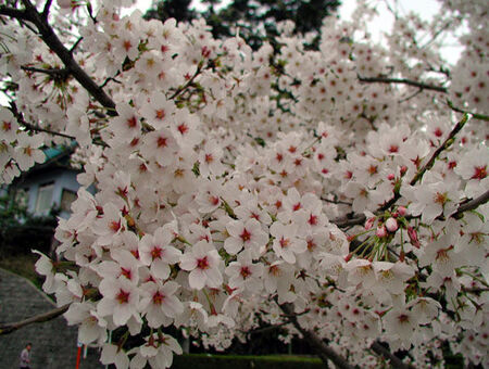 You can just imagine being there!  These flowers are so beautiful.  ©2001 Dave Ahlman
LDS Mission Network
07 Mar 2004