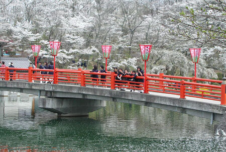 A bridge in Ueno with cherry blossoms.  ©2001 Dave Ahlman
LDS Mission Network
07 Mar 2004