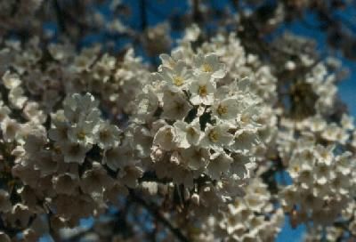 Beautiful cherry blossoms in full bloom.
David  van der Leek
17 Aug 2003