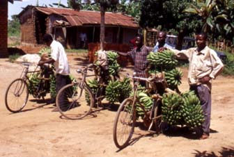 Some Ugandan men transporting matoke on the back of their bikes.
Joshua M. Barlow
02 Jul 2001