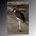 the ugly bird
Randy Scott Hyland
13 Apr 2004