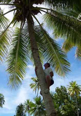 an elder up a coconut tree on Majuro
Michelle Murley
08 Nov 2006