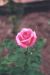 Title: rose at the Botanical Gardens