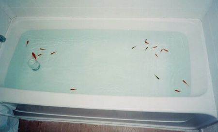 The doors were locked and the windows too but when we returned we found 17 fish swimming in our tub.
Joshua B. Anderson
31 May 2004