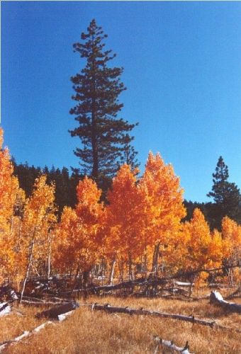The Aspen trees turning in October - Elder N. Brown 2002
Joseph Emanuel Weinberg
18 Feb 2003