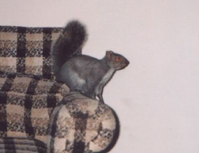 A visitor took advantage of an open window (New Brunswick, Spring 1995).
Jacob  Egbert
12 Jun 2004