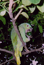Laura, a common tropical Bird in Nicaragua (along with Laupa and Choqoyo) eating a Lime from a Lime tree
Dave
27 Jan 2002