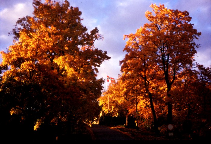 Just some fall colors.
Bryce  Bird
24 Oct 2005