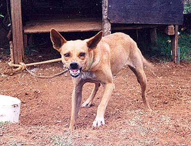 Can you believe this was someone's pet?!?!
Jay  Harvey
24 Apr 2002