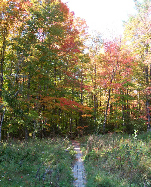 Here is a photo I took last fall somewhere near Erie
Jeremy Steven Parsons
25 May 2002