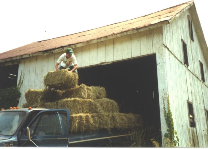 Loading the hay into the barn on our final step of community service is Elder Heaton
Travis Melvin Heaton
11 May 2005