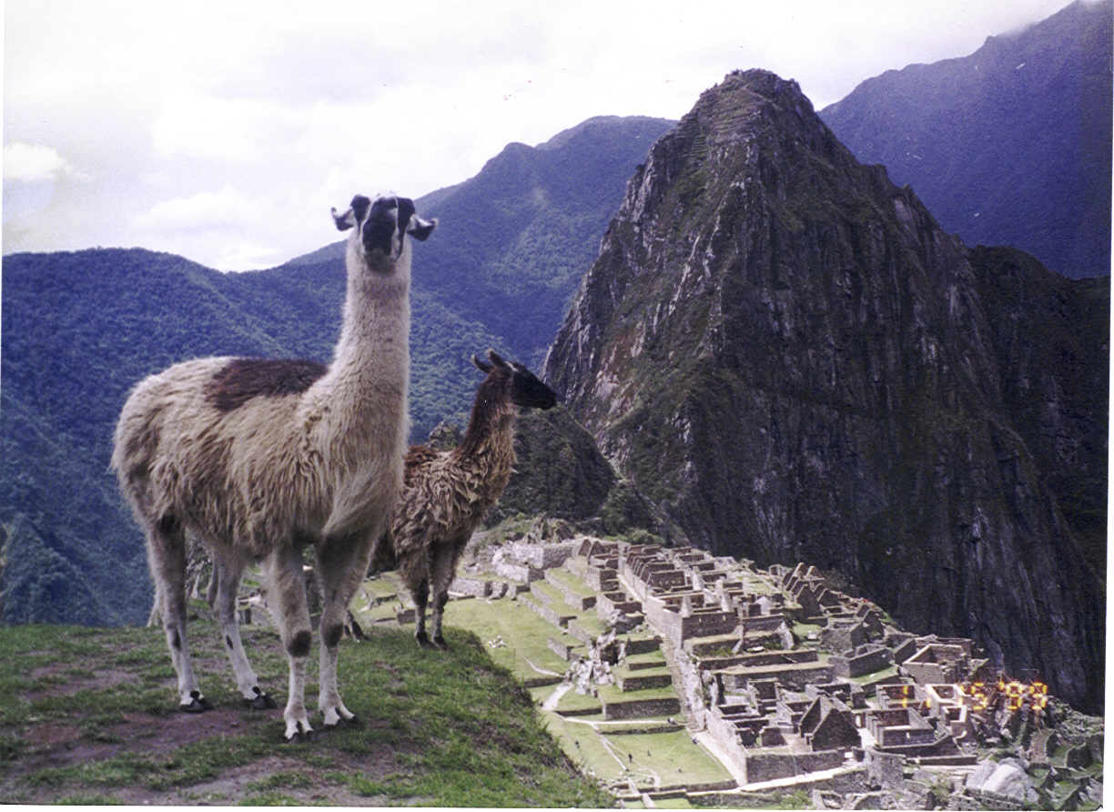 Estas llamas turistas querian una fota con Machu Pichu.
Luke J Palmer
06 Aug 2005
