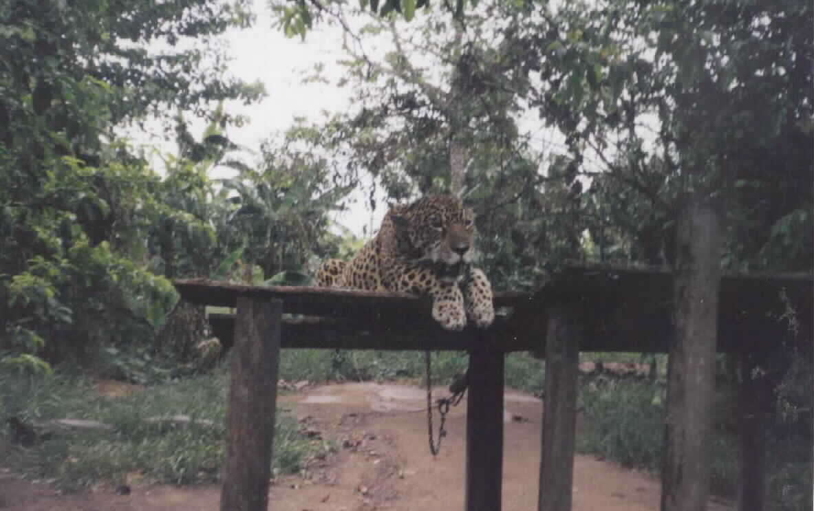 The Jaguar at the local zoo/discotheque 