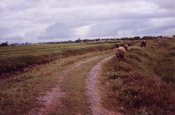 Road to Baranggay Maligaya, Echague
Joel Longhurst & Matthew Blake
17 Oct 2003