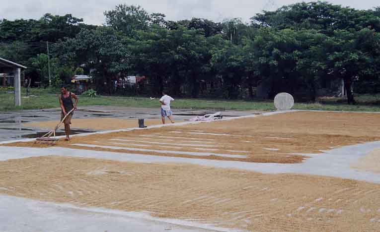 Drying Rice on the Concrete (taken by Josh Gleason)
Joel Longhurst & Matthew Blake
17 Oct 2003