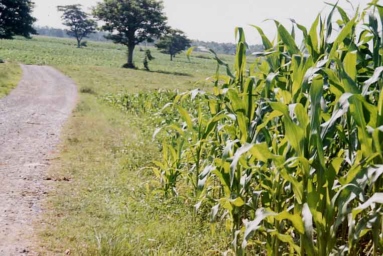 Catabban Scene 1 (Josh Gleason)
Joel Longhurst & Matthew Blake
22 Oct 2003