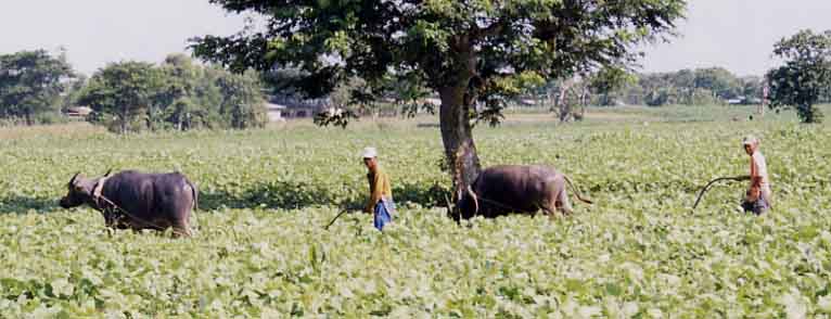 Farmers Working in the Bukid Behind their Karabaw
Joel Longhurst & Matthew Blake
22 Oct 2003