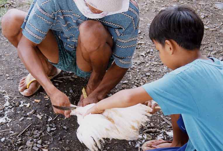 Preparing Chicken (Josh Gleason)
Joel Longhurst & Matthew Blake
22 Oct 2003