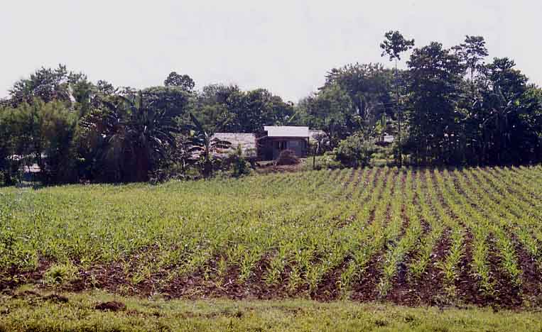 Farm in Catabban (Josh Gleason)
Joel Longhurst & Matthew Blake
22 Oct 2003
