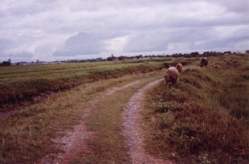 Road to Baranggay Maligaya, Echague
Joel Longhurst & Matthew Blake
17 Oct 2003