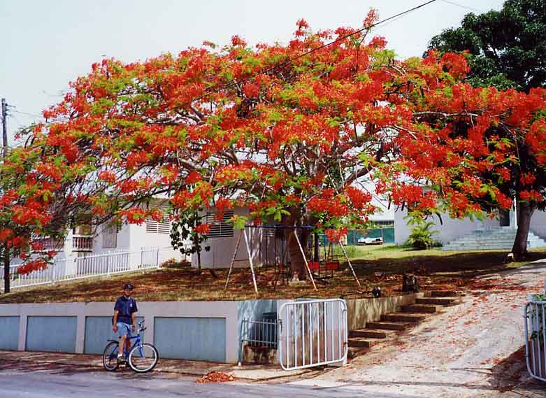 Is often seen in bloom during the summer.
Matthew Sherman Thorum
11 Apr 2003