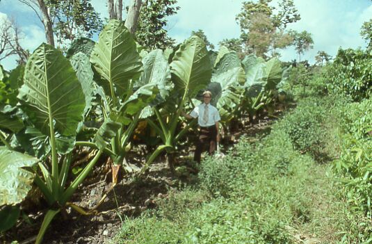 Kalani ma lana ta'amu
Kendel  Klein
01 Oct 2001