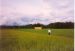Title: The field is white...