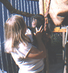 If you're lucky, when you go to the zoo in East London you can hold the baby chimpanzees! Aren't they cute? Didn't even cost me a thing! (I'm the one with the blonde hair...)
Megan  Rees
22 Oct 2001