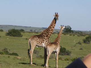 Lalibella game reserve was an awesome experience!
Greg J Allen
28 Apr 2005