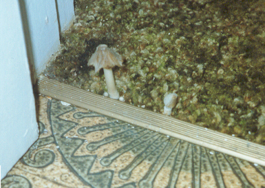 Our carpet always had the smell of fungus.  One day, it just started growing.  Apparently it had something to do with a leaky toilet.  Gotta love missionary boardings :)
Bill  Peavoy
31 Aug 2001