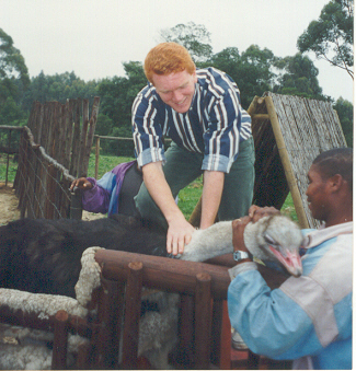 I'm sure I'm not the only missionary to have ridden an ostrich.  Later we cooked the sucker up and had ostrich steak (that'll teach him to buck me off and come at me kickin... where are those darn rodeo clowns when you need em?).
Bill  Peavoy
31 Aug 2001