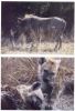 Title: Kruger - Warthog and Hyaenas
