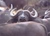 Title: Kruger - Water Buffalo