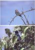 Title: Kruger - Birds 1