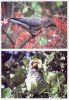 Title: Kruger - Birds 2