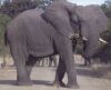 Title: Kruger - Elephant