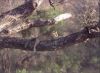 Title: Kruger - Leopard