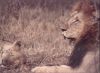 Title: Kruger - Lions