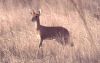 Title: Kruger - Steenbok