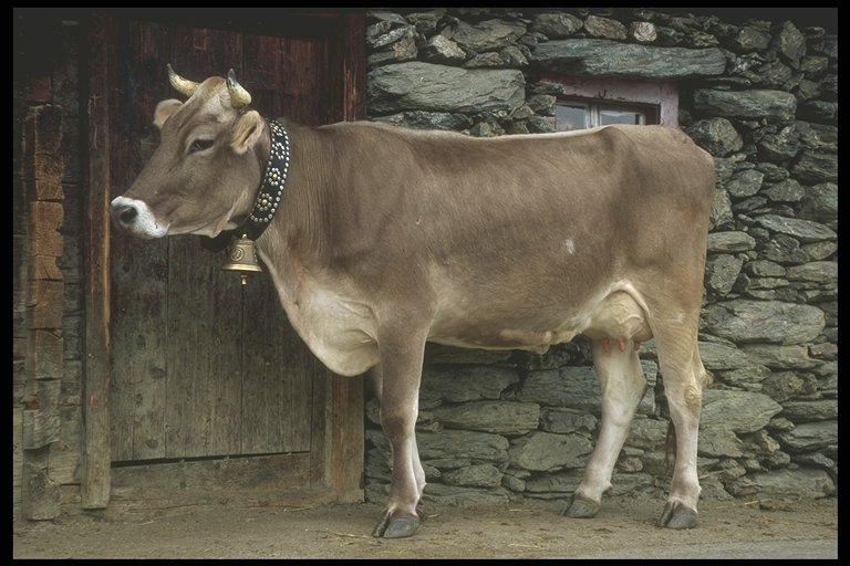 Swiss cows are prettier.
Nathan E. Hammer
10 Nov 2005