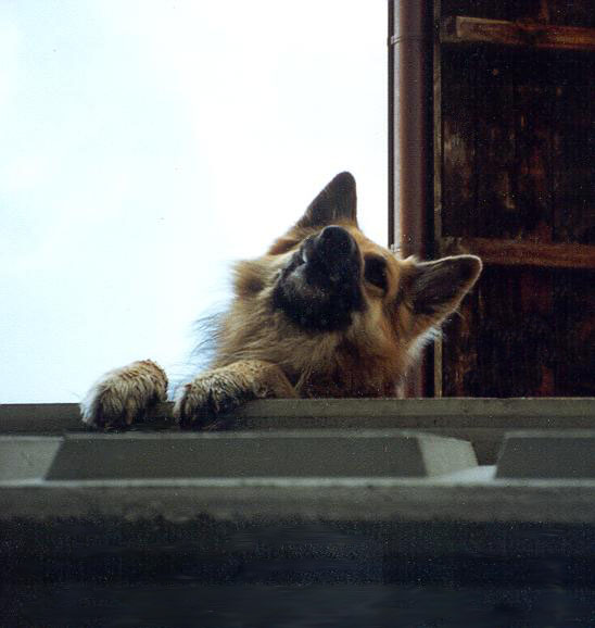 This dog once tried to kill Elder King. But here you can see how he liked to greet us as we went into our downstairs apartment below him.
Rich V Price
29 Nov 2007