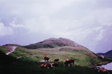 This is of course what we all thought about Switzerland when we were called to serve,Mountains,lots of Mountains and Cows,Mmmmmmuuuuuuuuuuuuuuuuuuuh !(1990)
Alexander Georg Stefan Dessin
18 Jan 2006