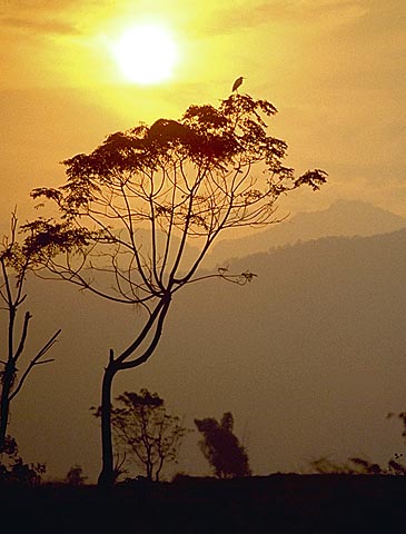 Bird resting in a tree enjoying the Puli Sunset
Kim Burton Ashby
14 Mar 2002