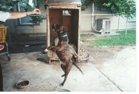 Nacho the Magnolia Dog- a good friend to all the missionaries.
Kevin Christopher Lawrence
23 Apr 2003
