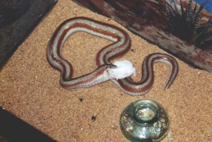 Clear Lake's pet boa.
David John Mathis
16 May 2002