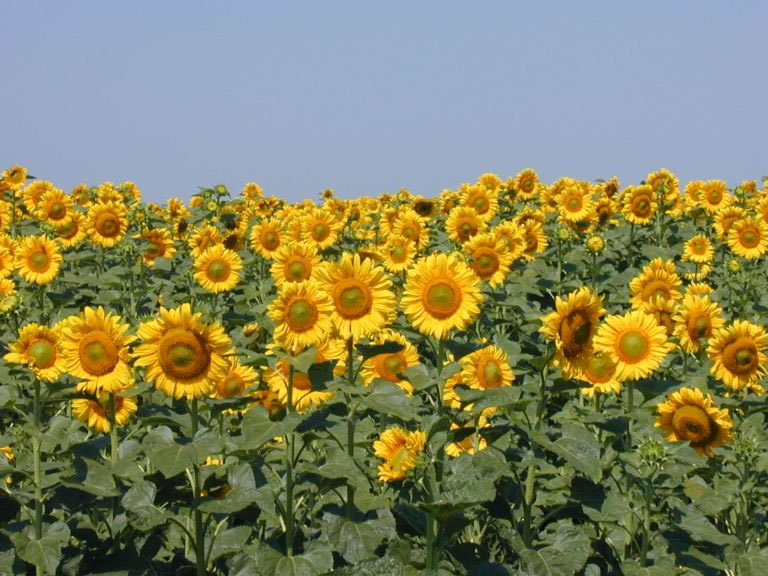 The sunflower fields are everywhere in Ukraine during the summer....so beautiful! It's a shame to think that in the fall they'll be reduced to being sold in a paper cone by babushki for 5 kopeek.(submitted by Heather Morris)
Dan Cramer
22 Sep 2003