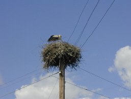 Storks nest in Golavach
David  McQueen
12 Nov 2004